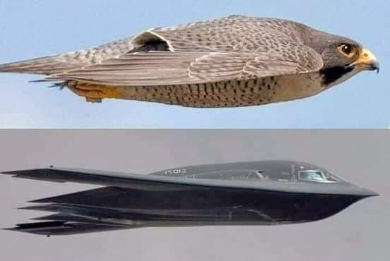 priroda.jpg